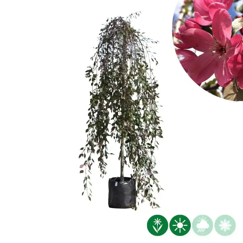 Populair bij klanten | Malus Royal Beauty