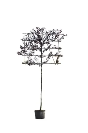 Zeer goed beoordeeld | Prunus Nigra - leiboom