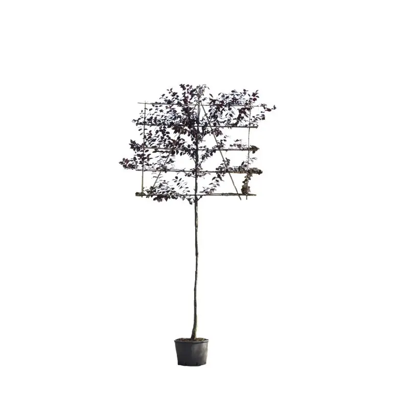 Zeer goed beoordeeld | Prunus Nigra - leiboom