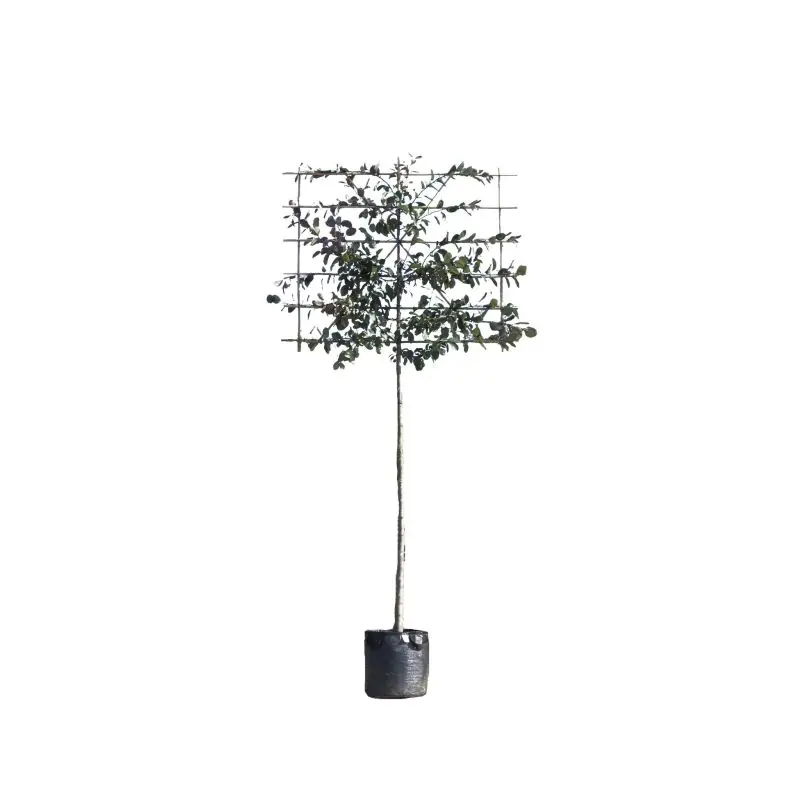 Dagdeal - Malus Mokum - leiboom