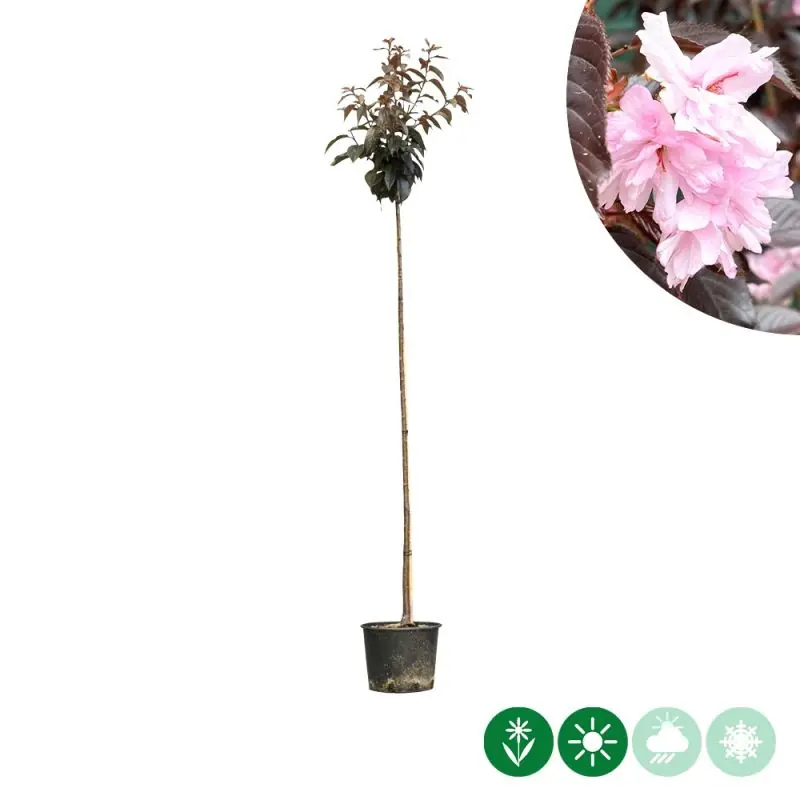 Prunus Royal Burgundy - Nieuw
