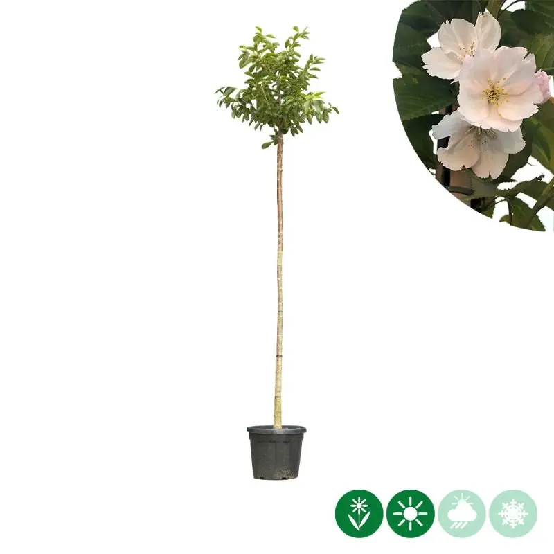 Veilig winkelen | Prunus yedoensis