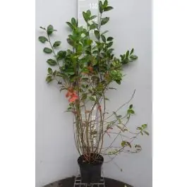 Aronia melanocarpa | Nieuw in het assortiment