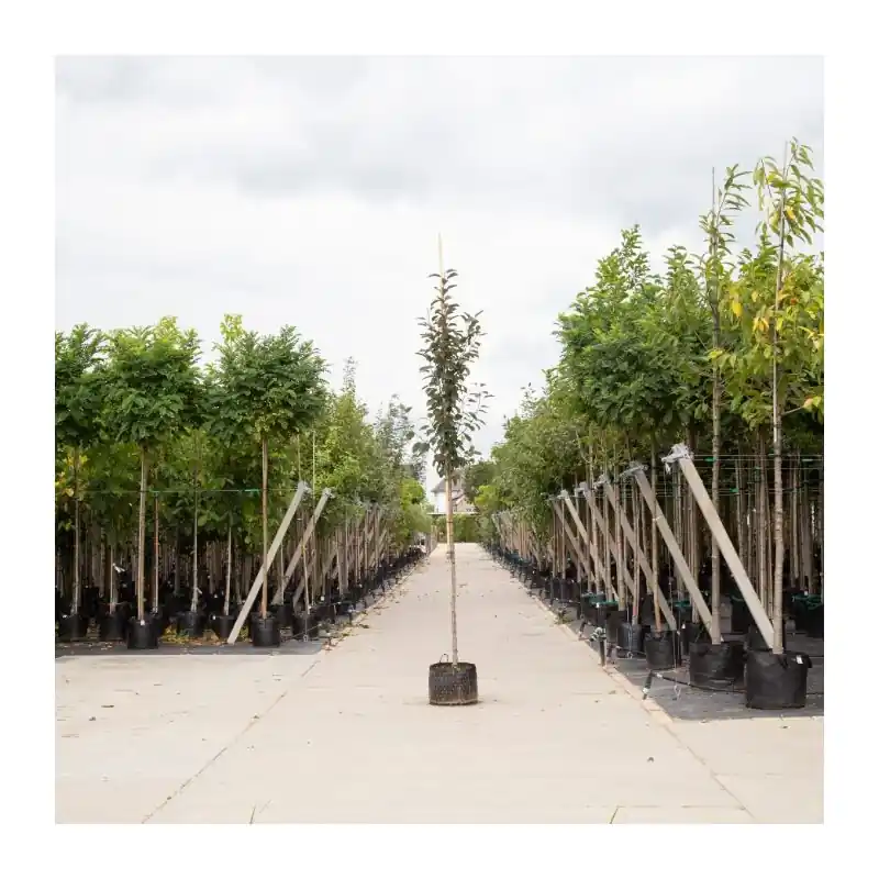 Malus Mokum - Nieuwe release