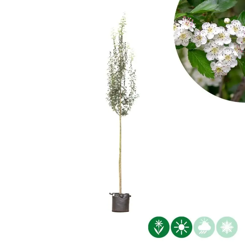Vanaf nu beschikbaar - Crataegus Stricta