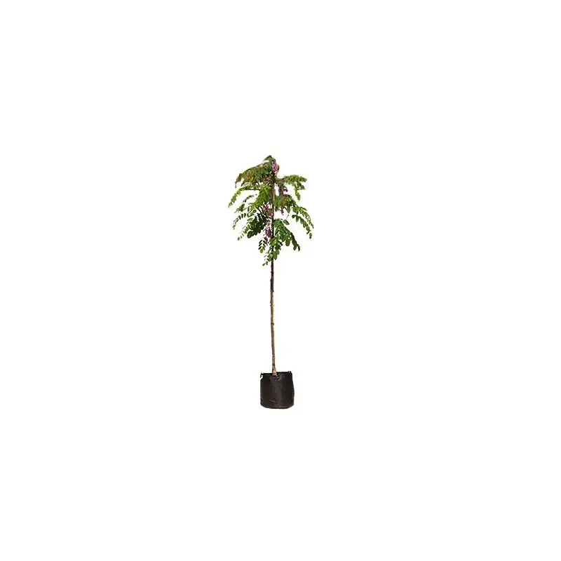 Robinia Casque Rouge | Hoog gewaardeerd