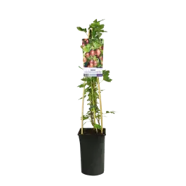 Ribes Hinnonmaki Rod - Topdeal