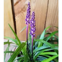 Liriope Royal Purple | Op = op