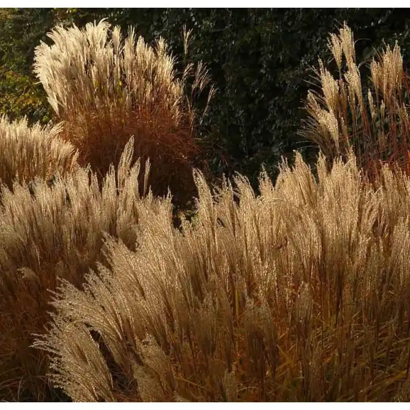 Gratis retourneren - Miscanthus sinensis