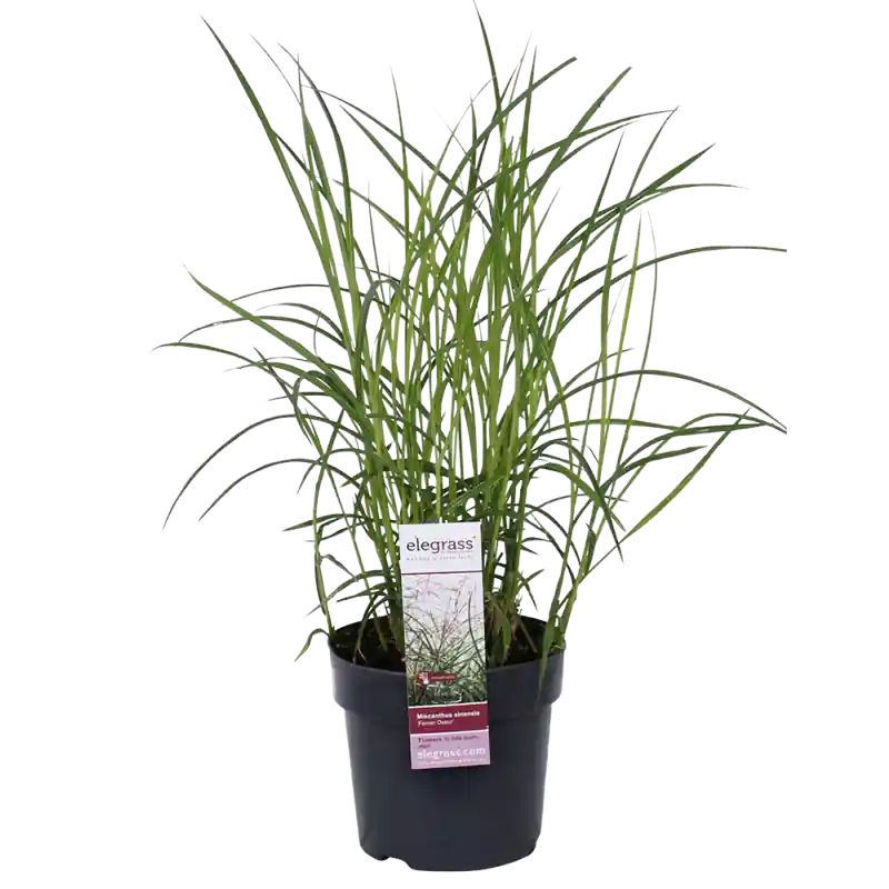 Online kopen | Miscanthus Ferner Osten