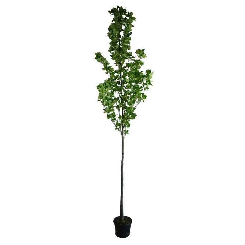 Nu kopen - Liriodendron tulipifera