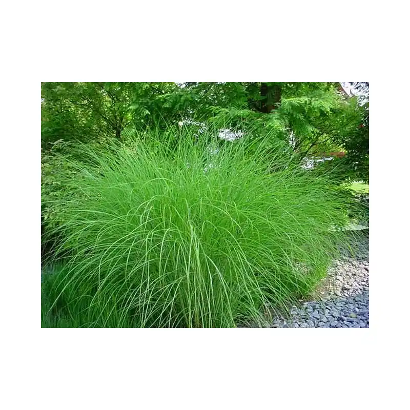 Klantfavoriet - Miscanthus Gracillimus