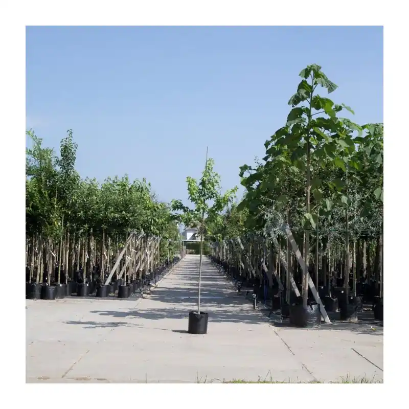 Korting | Liquidambar styraciflua