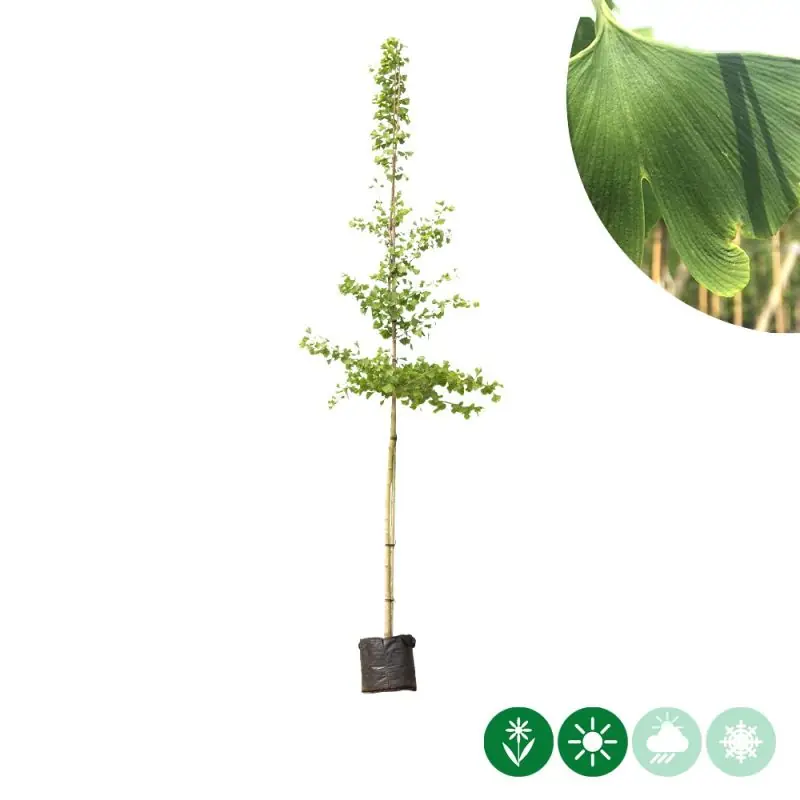 Op voorraad | Ginkgo biloba