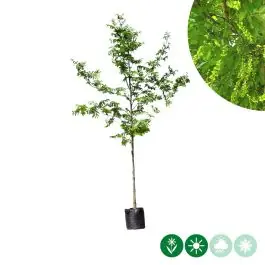Voordeelprijs - Pterocarya fraxinifolia