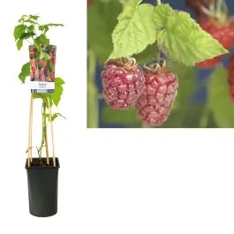 Rubus Tayberry - Nog maar een paar beschikbaar