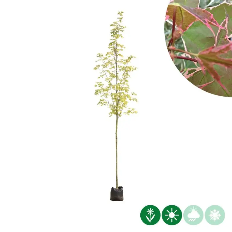 Laatste kans | Acer Drummondii