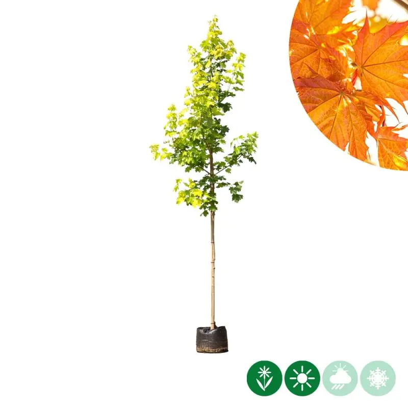 Rechtstreeks van de fabrikant - Acer Princeton Gold