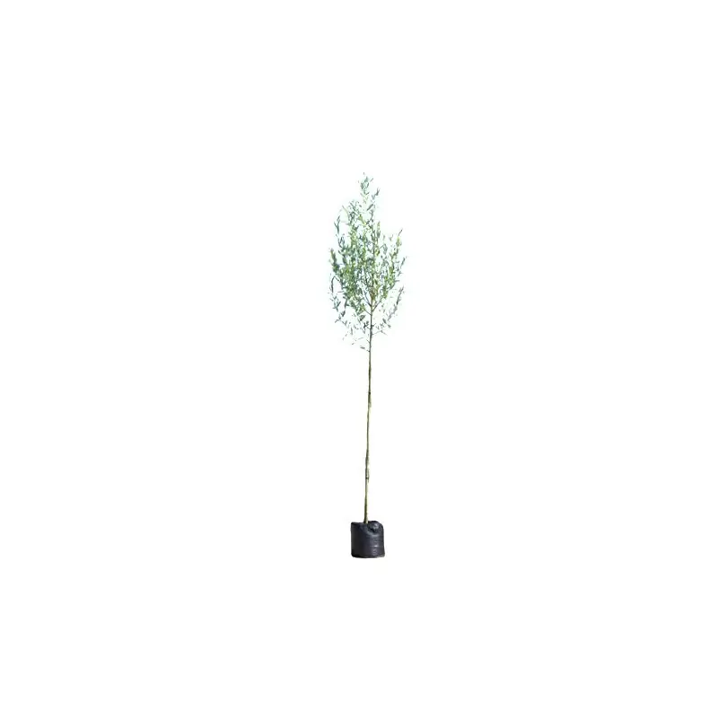 Lage prijs - Salix alba