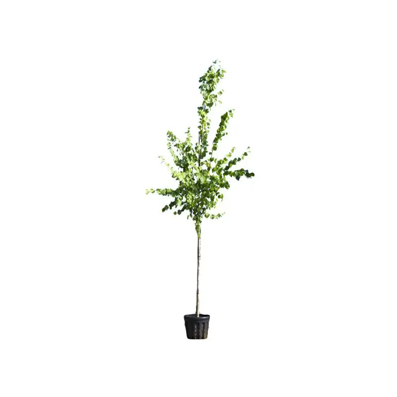 Actie loopt bijna af - Tilia Pallida