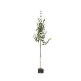 Net binnen | Tilia Europaea Euchlora