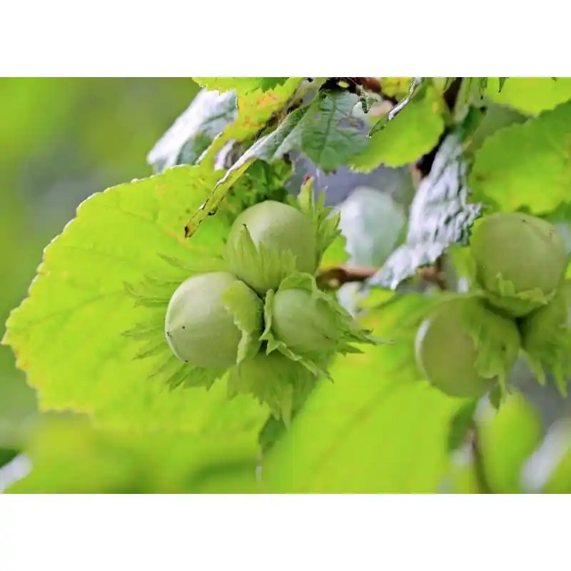 Direct beschikbaar - Corylus avellana