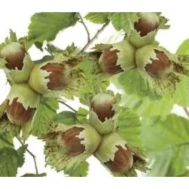 Corylus Webb‘s Prize Cob - Hoge kwaliteit