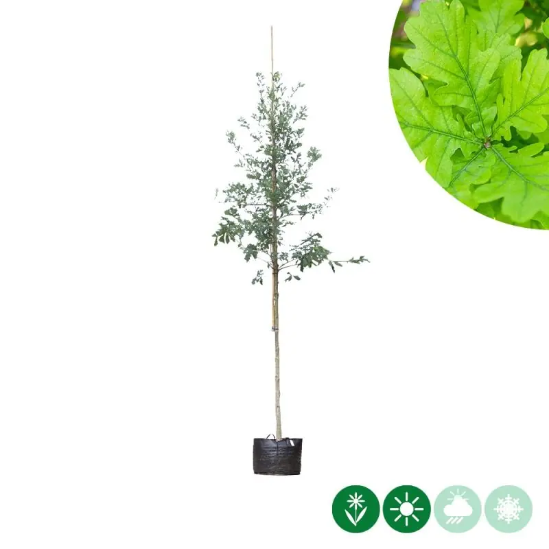 Quercus robur | Net gelanceerd