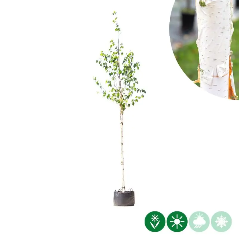 Betula Jacquemontii | Outlet