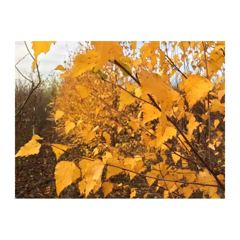 Laatste stuks | Betula pendula