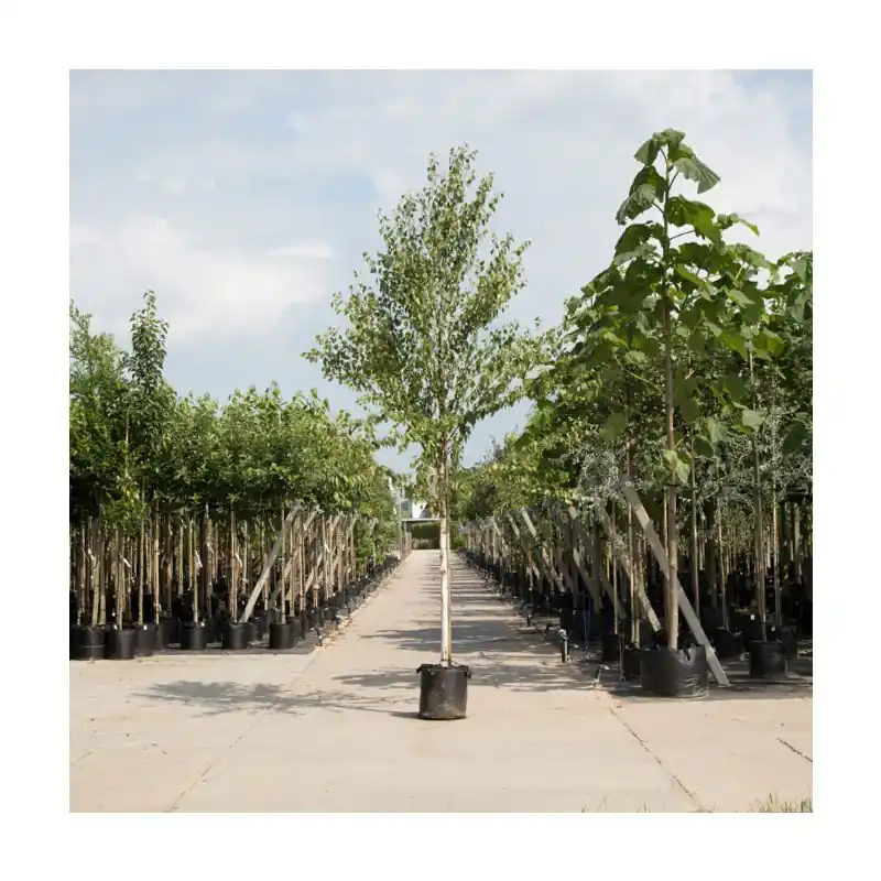 Betula Fascination - Premium