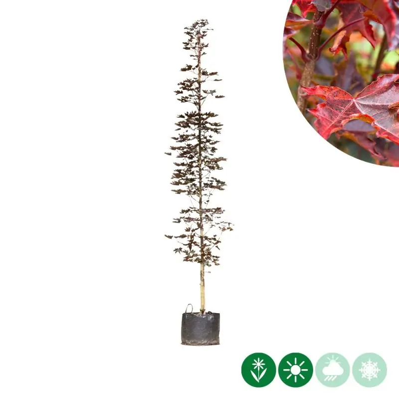 Acer Crimson Sentry - Nu beschikbaar