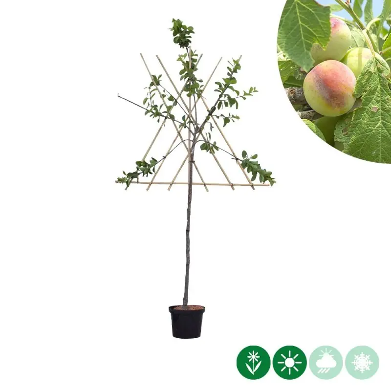 Prunus Opal - leiboom | Nu kopen