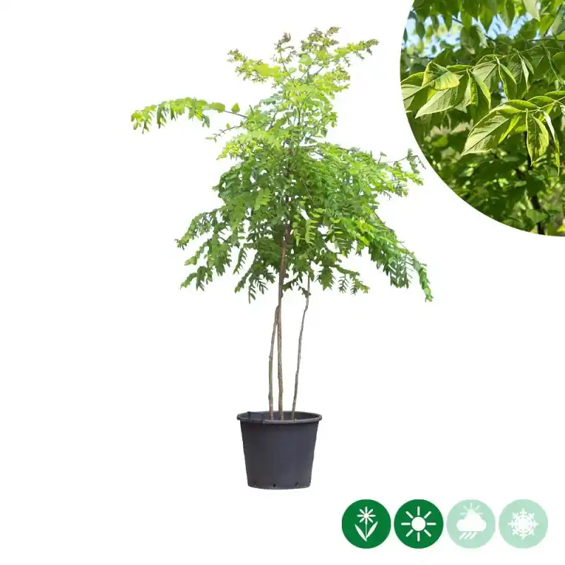 Gymnocladus Dioica - meerstammig - Zojuist toegevoegd