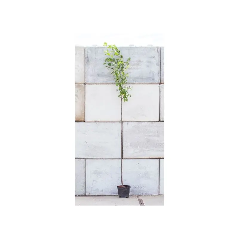 Prunus Victoria - Nieuw gelanceerd