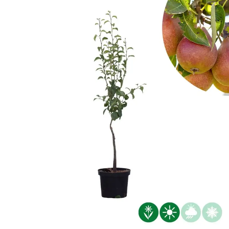 Goed beoordeeld - Pyrus Bonne Louise d‘Avranches
