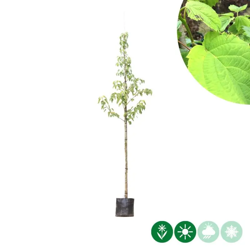Davidia involucrata | Beste prijs