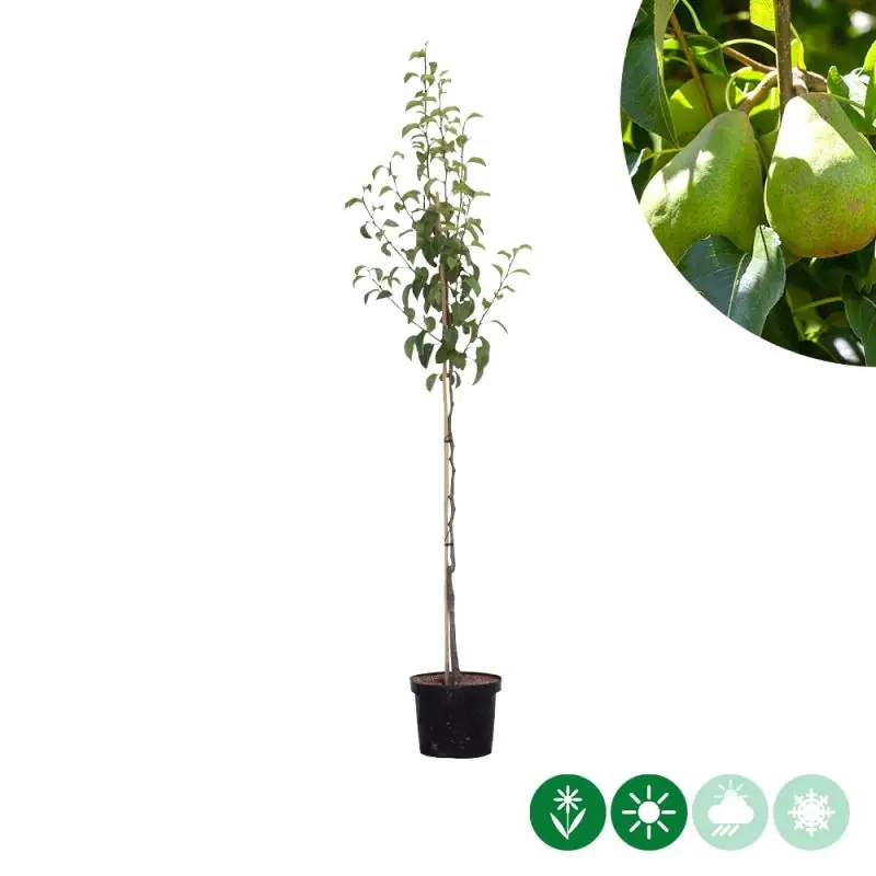 Pyrus Doyenne du Comice | Prijs verlaagd