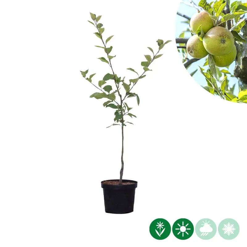 Malus Elstar | Expreslevering