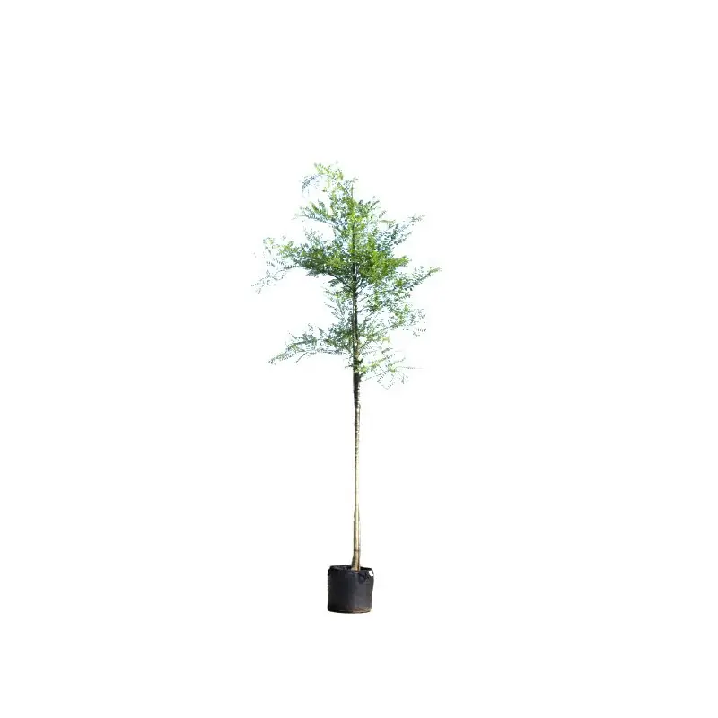 Sophora japonica | Pak je kans