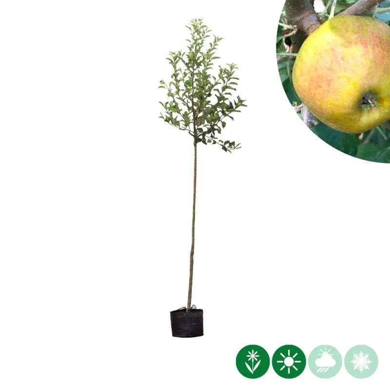Malus Schone van Boskoop - Nog enkele stuks