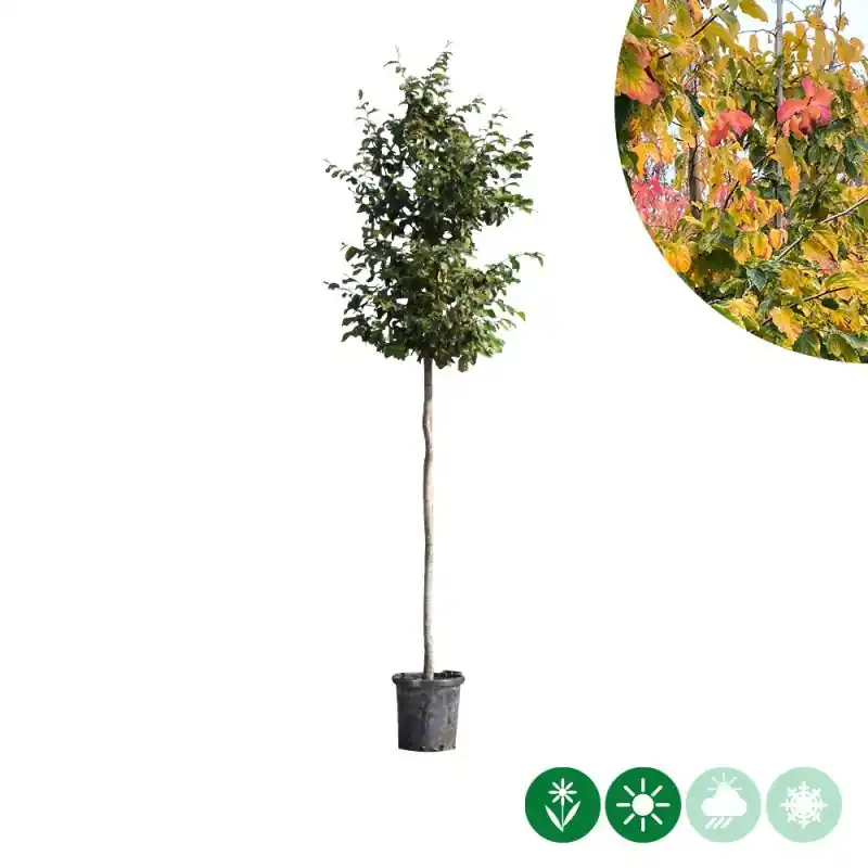 Snelle levering | Parrotia persica