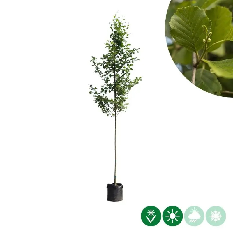 Rechtstreeks uit de fabriek | Alnus glutinosa