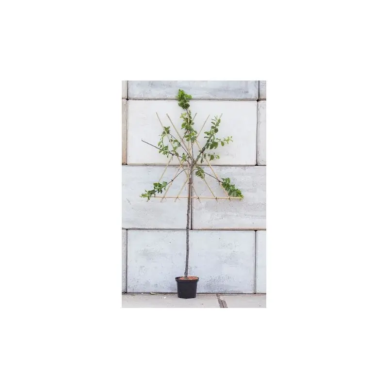 Prunus Mirabelle de Nancy - leiboom - Topkwaliteit