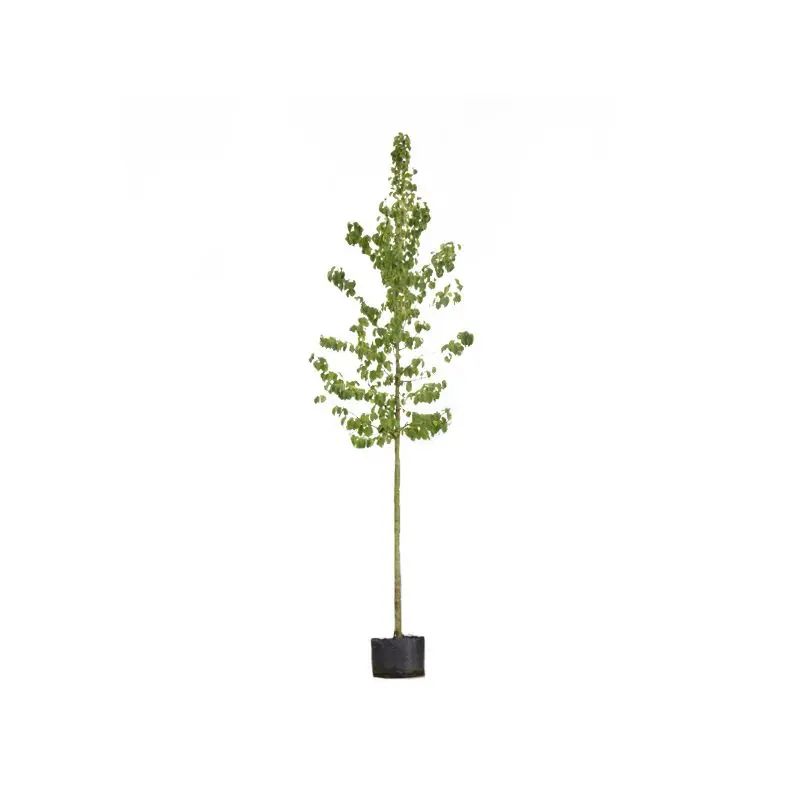 Corylus corlurna | Online bestellen