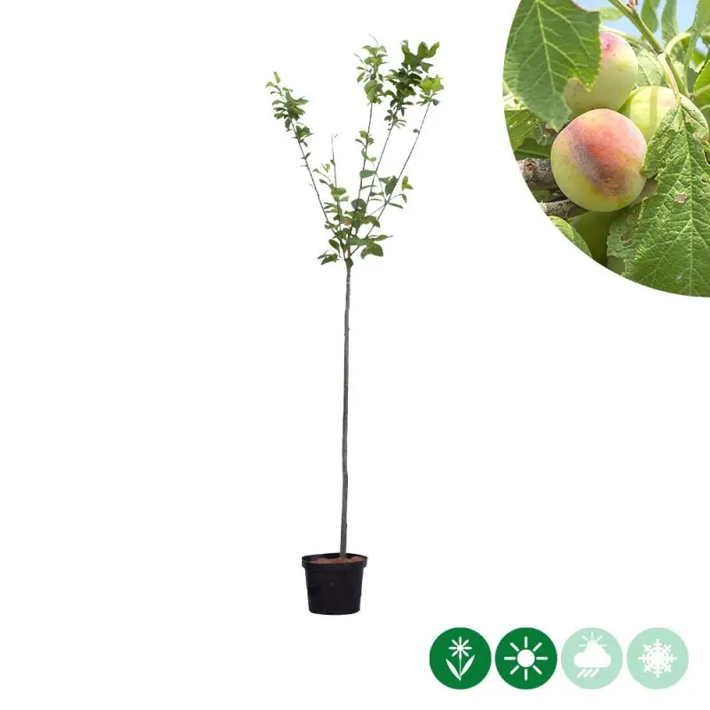 Prunus Opal | Veel gekozen