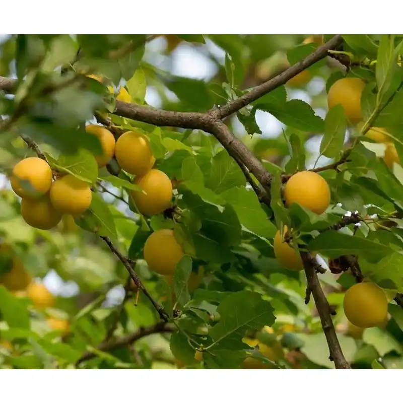 Gratis retourneren - Prunus Reine Claude d‘Oullins