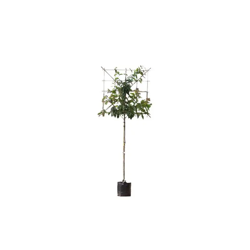 Prunus serrulata - leiboom - Tijdelijke aanbieding