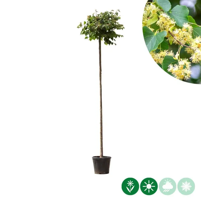 Tilia Green Globe | Nieuwe release