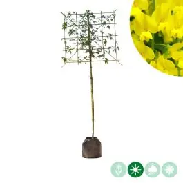 Laburnum Vossii - leiboom - Nu beschikbaar